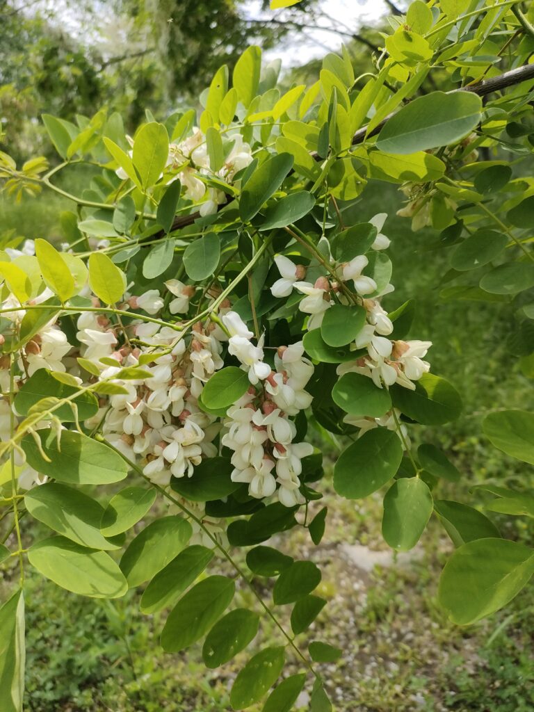 ニセアカシアの花